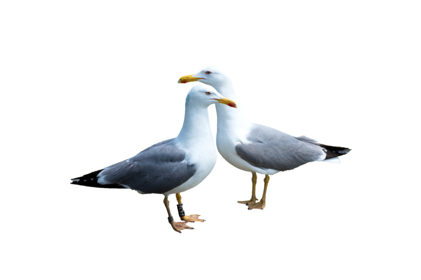 2 Seagulls bird standing together white and grey colour transparent background seagulls png free download