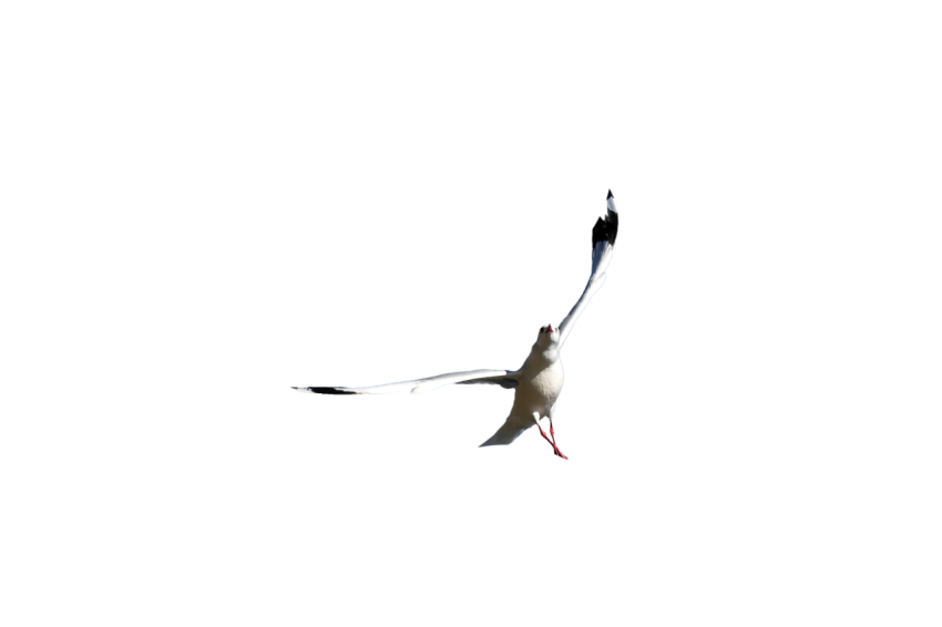 Seagull with open wings flying in the air transparent background png free download