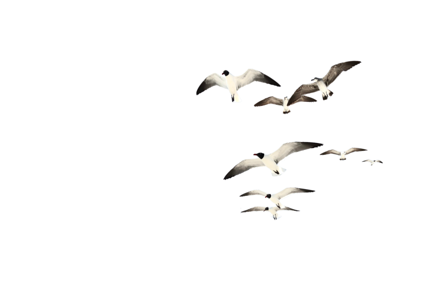 Realistic Download Free Seagulls flying in the air png free download, group of flying seagulls transparent background seagulls