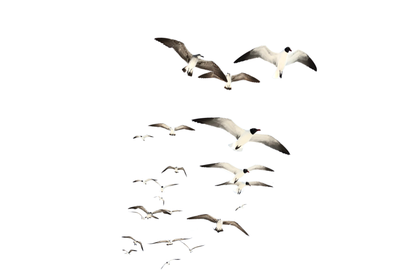 Group Seagulls flying in the air transparent background png free download