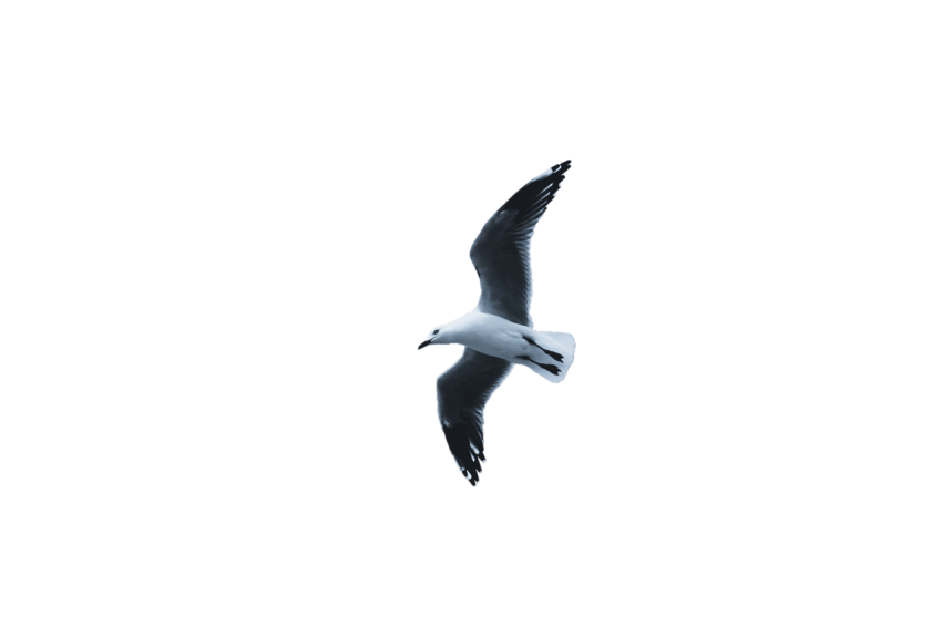 White Seagull with grey open wings flying in the air transparent background seagulls png free download