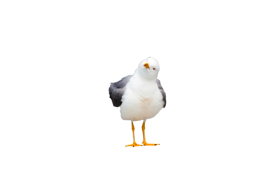 Cute Seagull standing pose with moving neck transparent background png free download