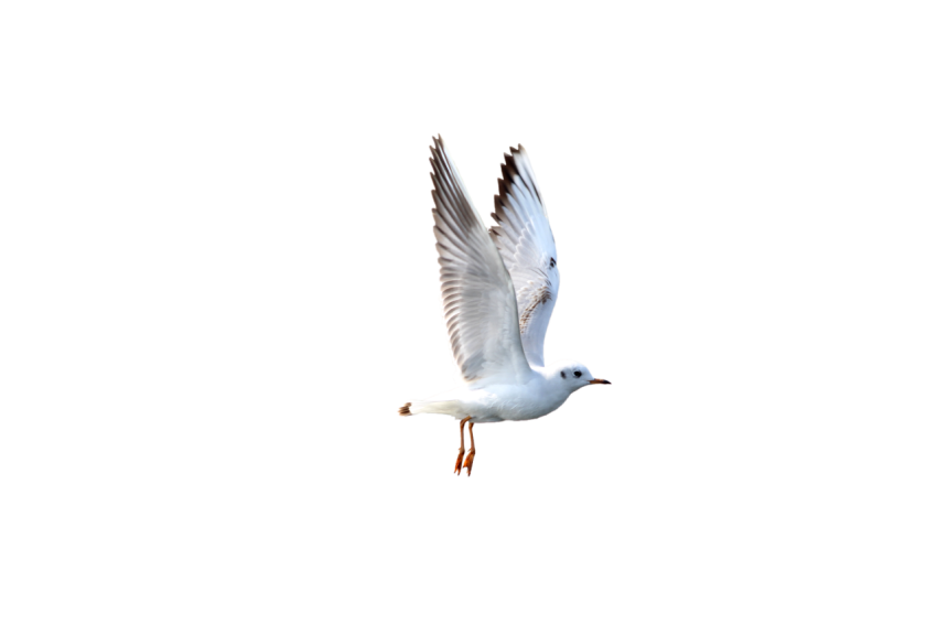 Seagull bird flying with open wings transparent background png free download
