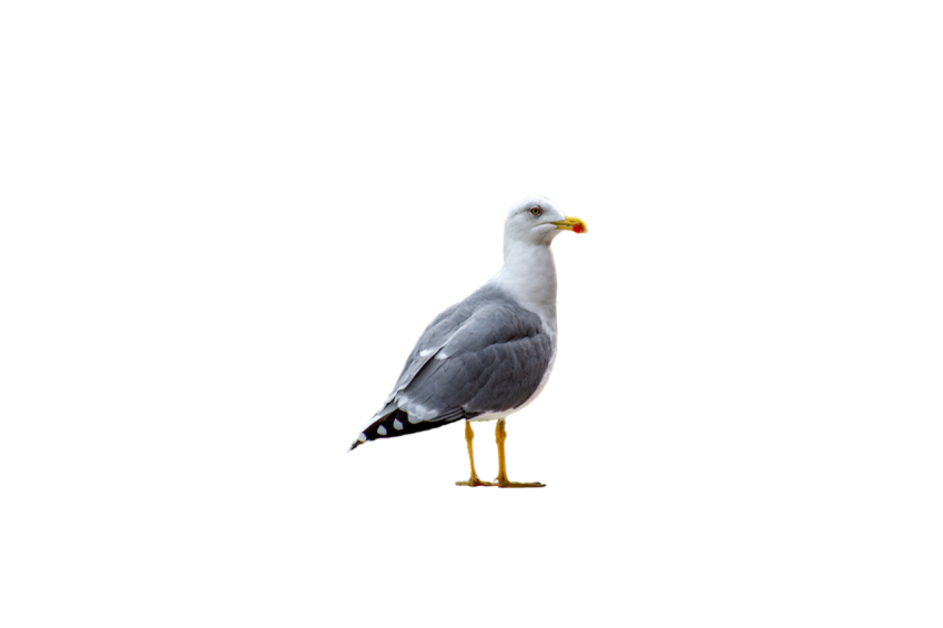 Standing Seagull side pose view white and grey colour transparent background seagull png free download