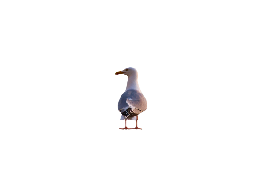Back side of standing Seagull bird moving neck transparent background png free download