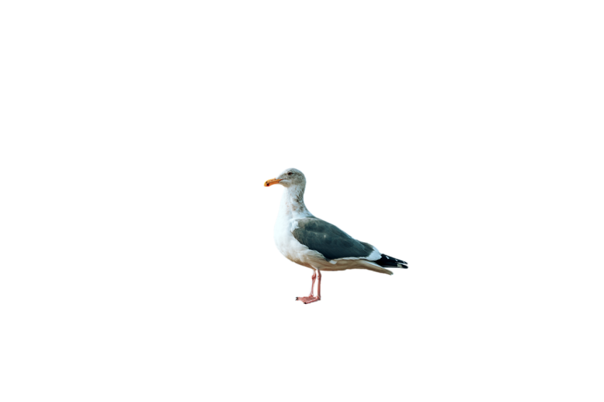 Free download Standing Seagull side pose white and black colour transparent background, stock of seagull bird png free download