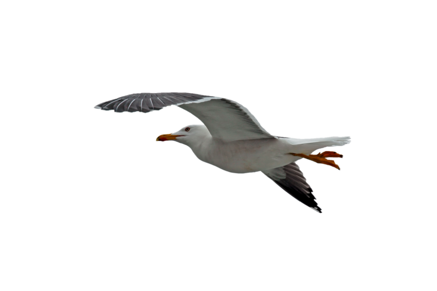 Seagull flying with open wings in the air transparent background png free download