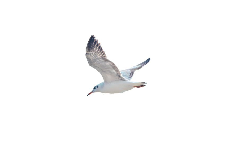 Beautiful White Seagull flying with open wings transparent background seagull png free download