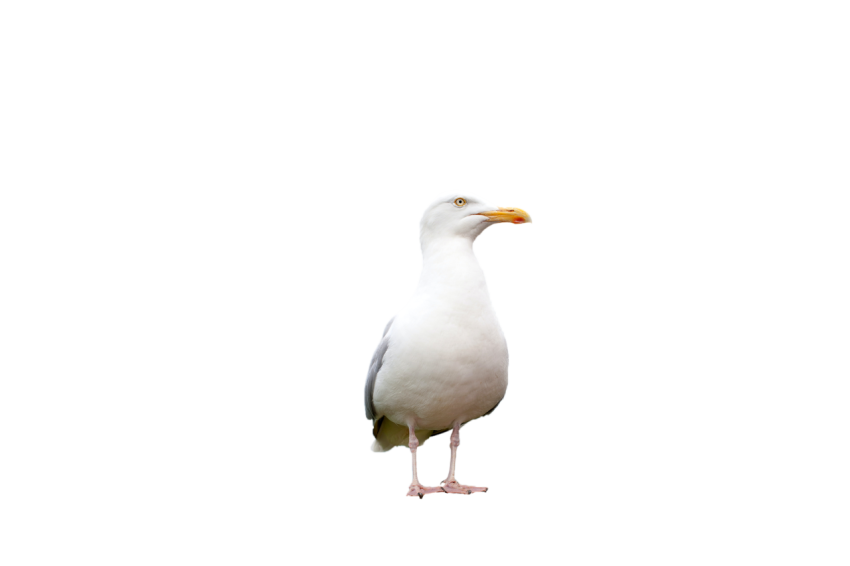 Front side of seagull bird standing pose png free download transparent background