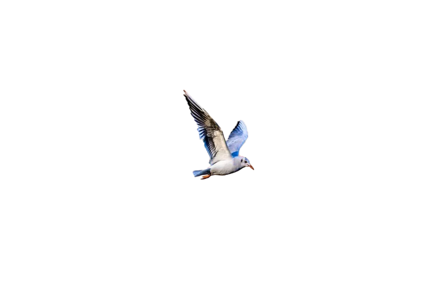 Seagull flying in the air ,flying bird png free download transparent background seagull