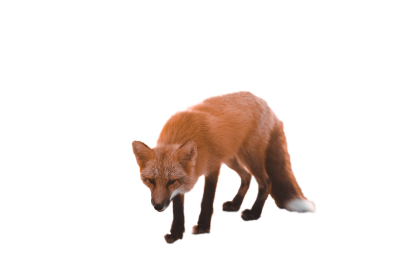 Download free fox animal standing pose brown colour transparent background png free download