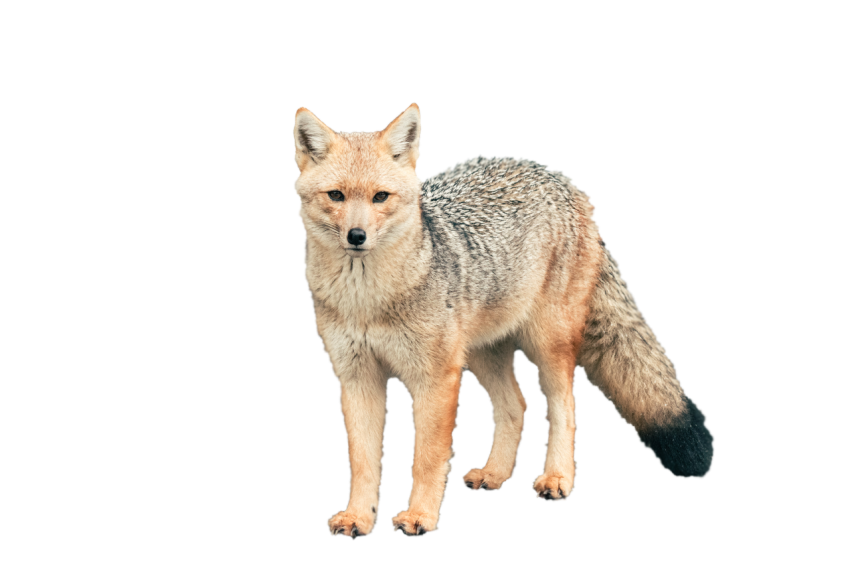 Arctic Fox off white colour with black texture transparent background png free download
