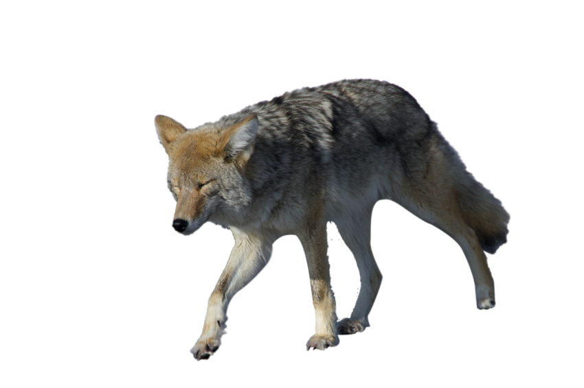 Arctic Fox standing pose with close eyes grey and skin colour transparent background png free download