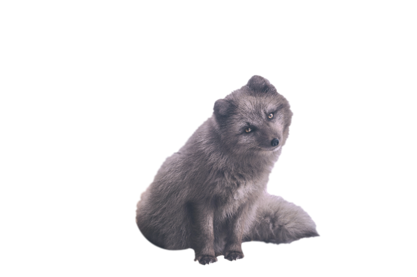 South American Beautiful Arctic Fox Grey colour sitting pose png free download transparent background