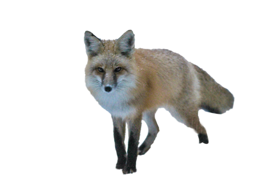 Arctic Fox standing pose light brown colour with black and white texture transparent background png free download
