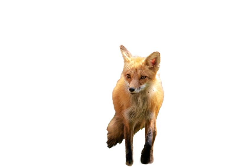 Realistic Fox golden colour standing pose png free download transparent background fox