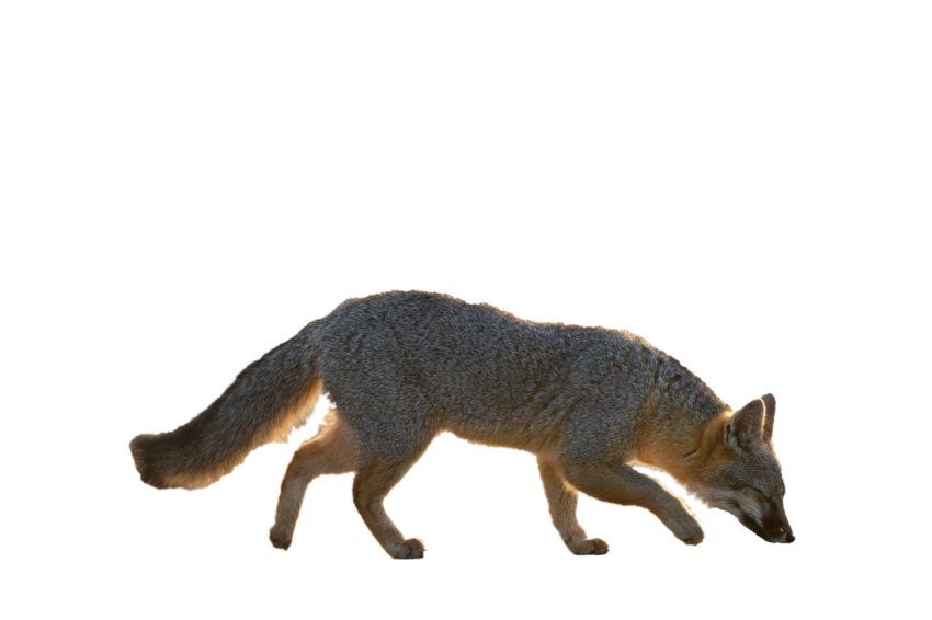 Arctic Fox standing pose down face light brown colour transparent background png free download