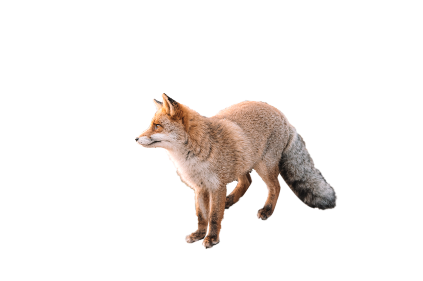 Arctic Beautiful Fox standing pose light brown colour with white and black texture transparent background png free download