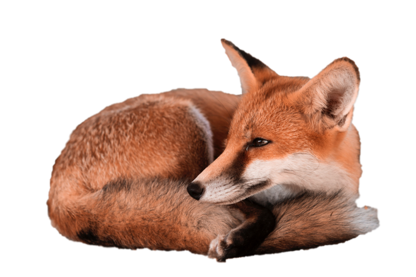Arctic Brown Fox resting pose transparent background png free download