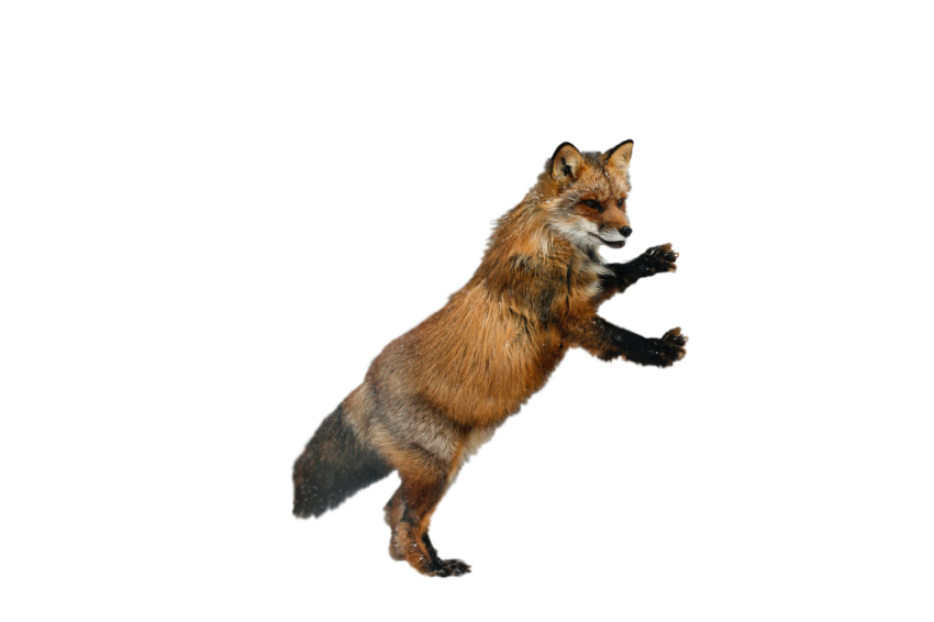 Dancing Fox animal brown colour with black and white texture transparent background png free download