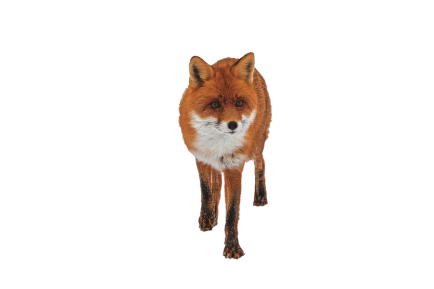 Free download Arctic Fox standing pose brown colour with black and white texture isolated on transparent background