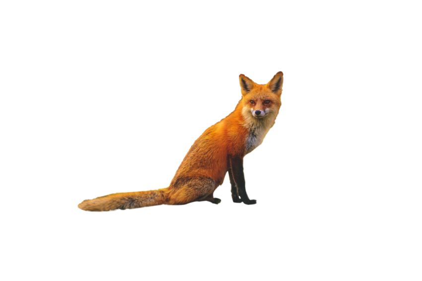 Arctic Fox sitting pose brown colour, stock of fox animal, transparent background fox png free download