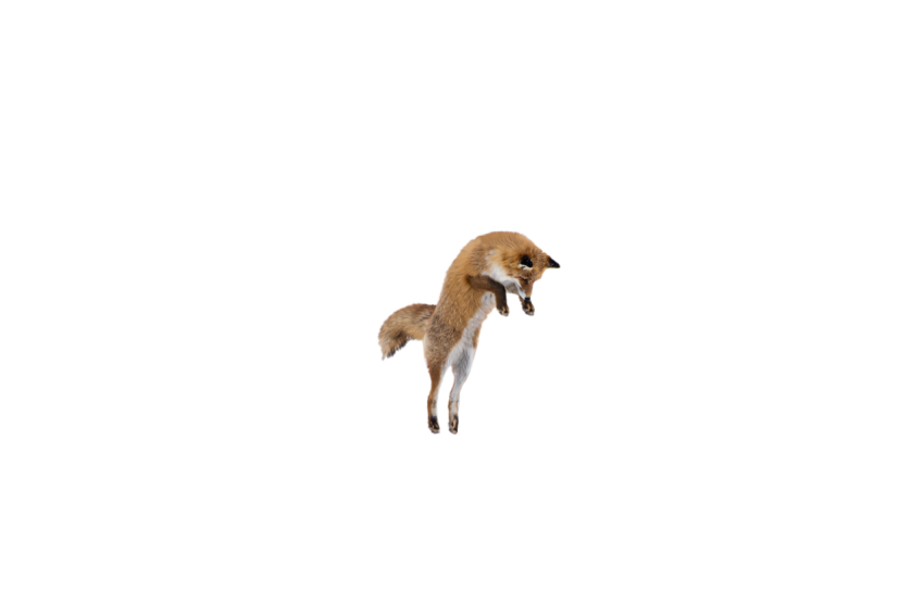 Arctic Fox jumping pose brown colour with black and white texture transparent background png free download