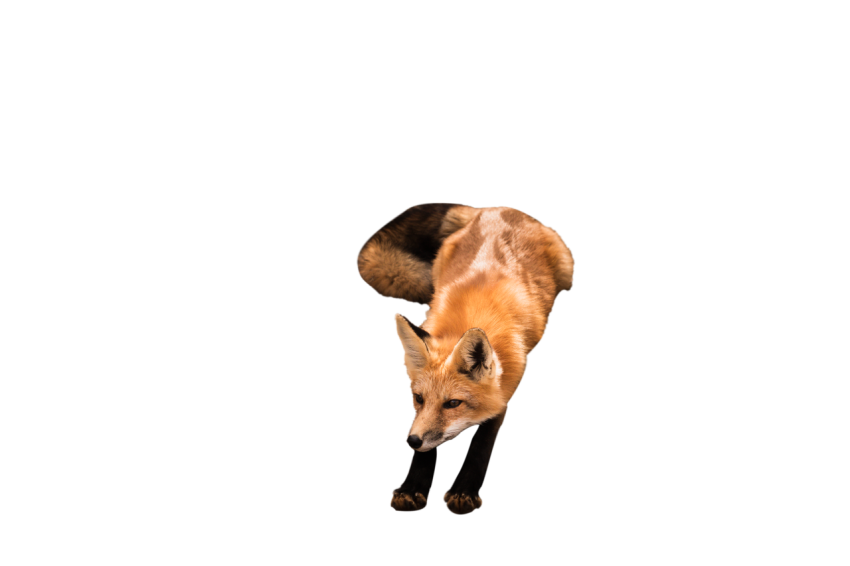 Fox sliding pose transparent background png free download