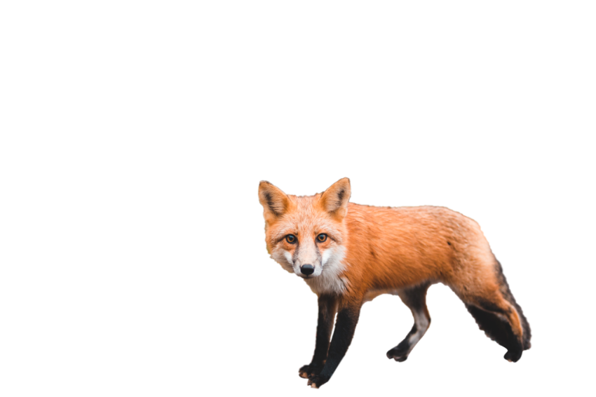 Fox Standing pose hazel brown colour white and black texture background