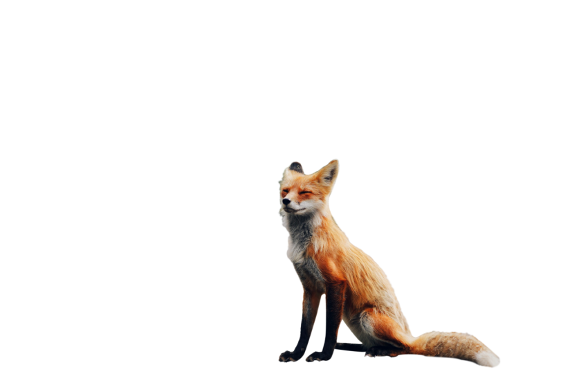 Arctic Sitting Fox with closed eyes light brown colour with black and white texture transparent background png free download