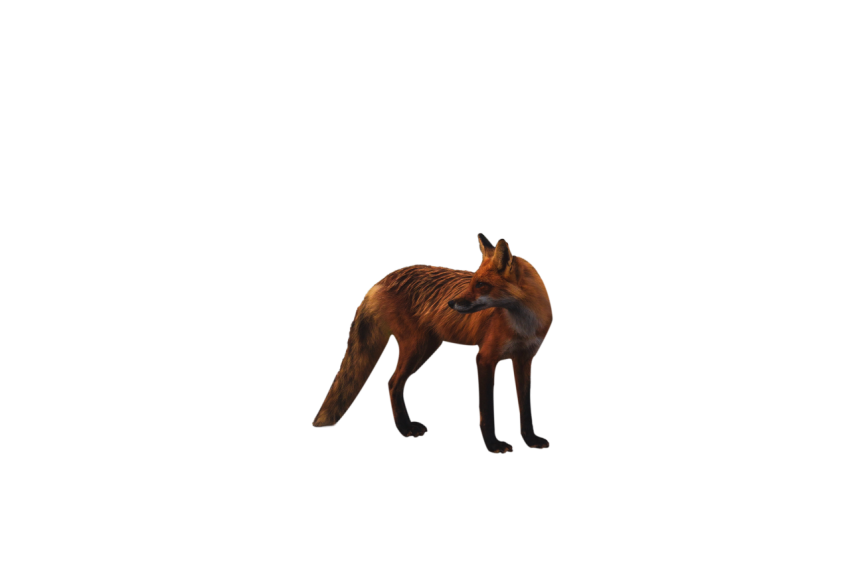 Italian Dark brown fox with black colour texture standing pose moving face transparent background png free download