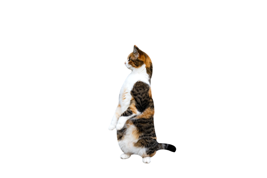 Standing Cat  Side Pose white colour with black and brown texture transparent background png free download