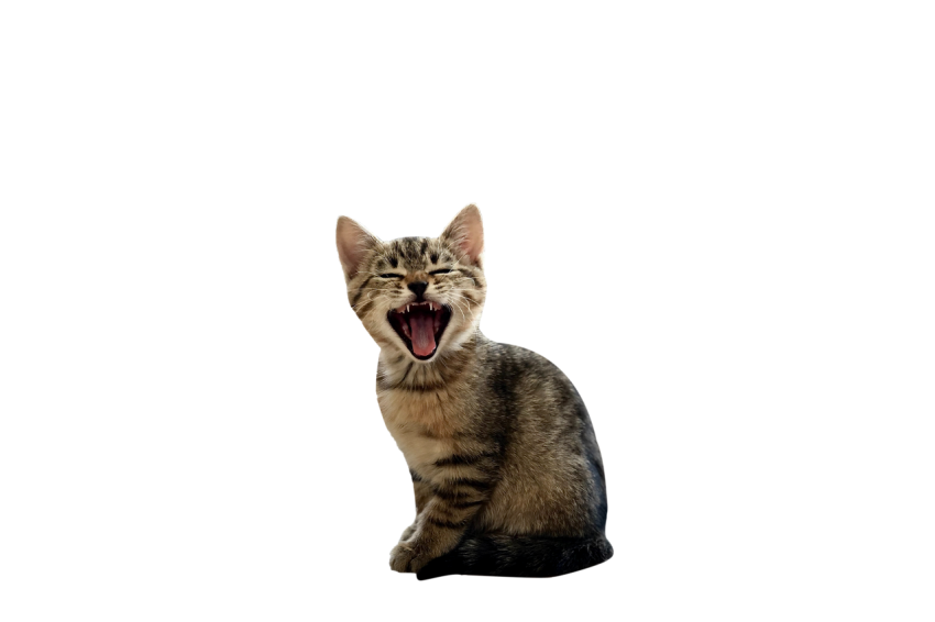 Sitting Cat with open mouth light brown colour with black texture transparent background png free download