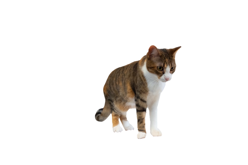 Angry Cat standing pose brown colour with black and white texture transparent background png free download