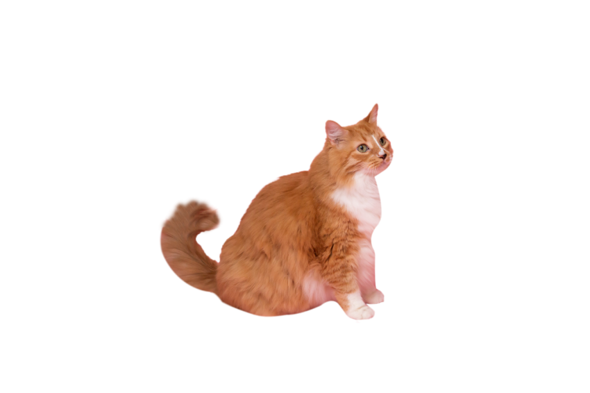 Persian cat sitting pose golden brown colour with white texture png free download transparent background
