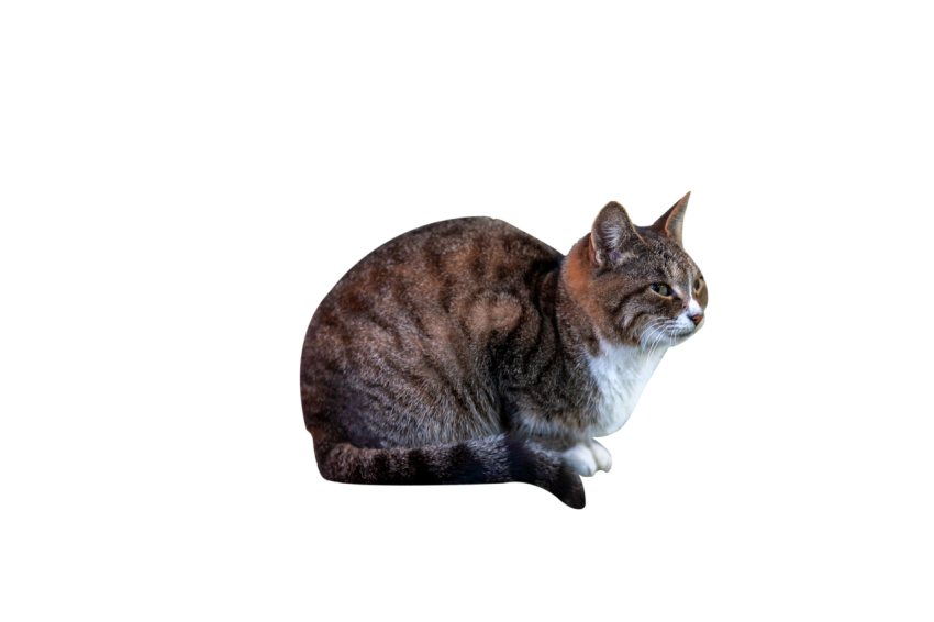 Cat sitting position dark brown colour with black and white texture transparent background png free download