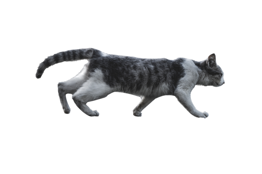 Running Cat white colour with grey and black texture transparent background png free download