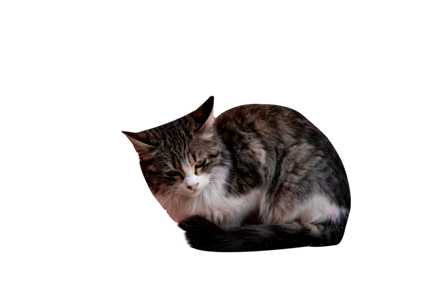 Cat is laying down for rest grey colour with black and white texture transparent background png free download