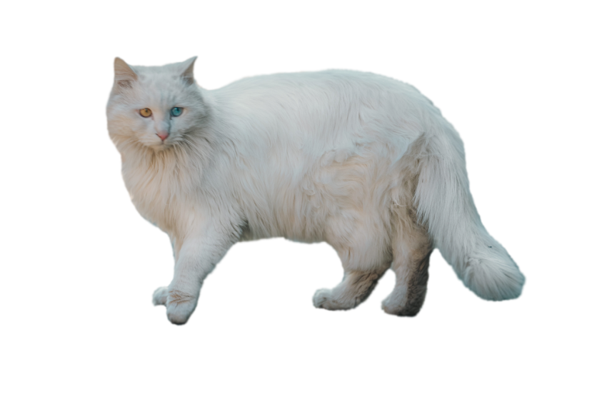 Persian Cat  white colour blue and hazel colour, cat with different eyes color transparent background png free download