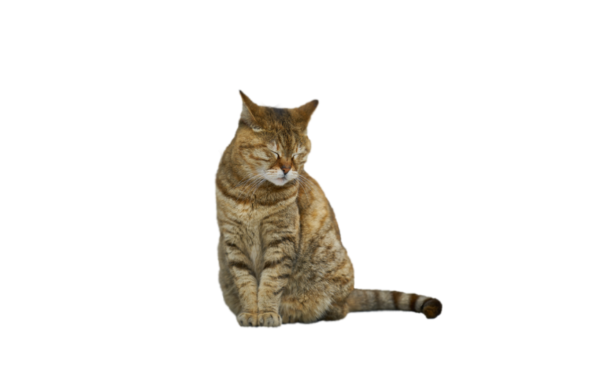 Cat sitting position with closed eyes light brown colour with dark brown texture transparent background png free download