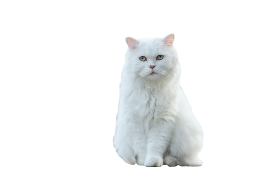 Beautiful Persian Cat white colour sitting pose transparent background png free download