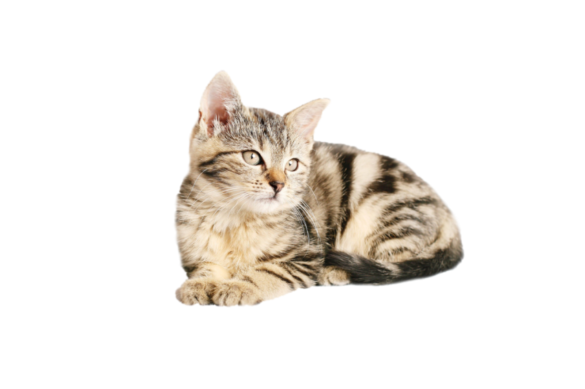 Beautiful Sitting Cat pose light golden colour with black texture transparent background png free download