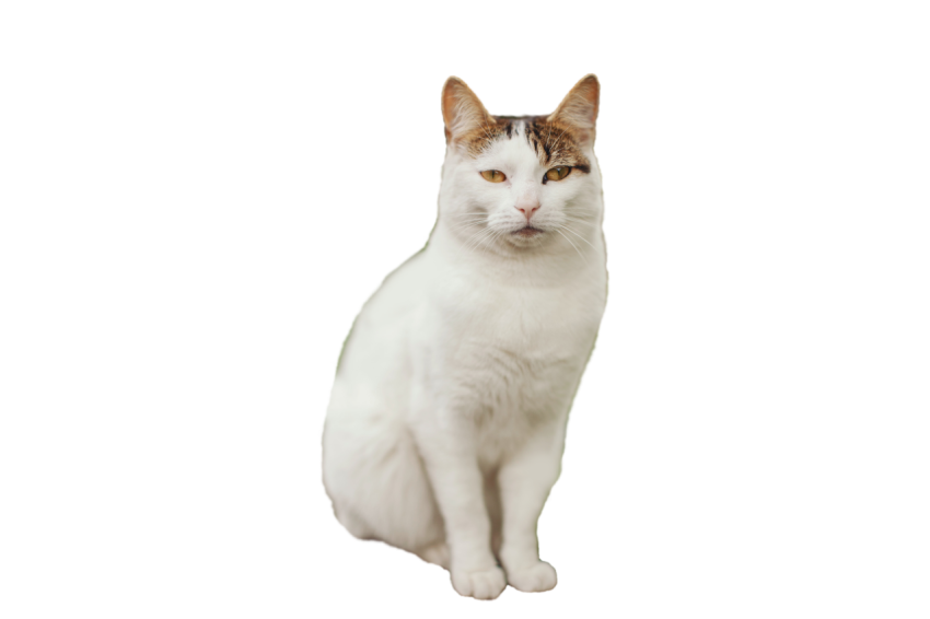 Beautiful cat hazel eyes sitting pose white colour with light brown and black texture transparent background png free download