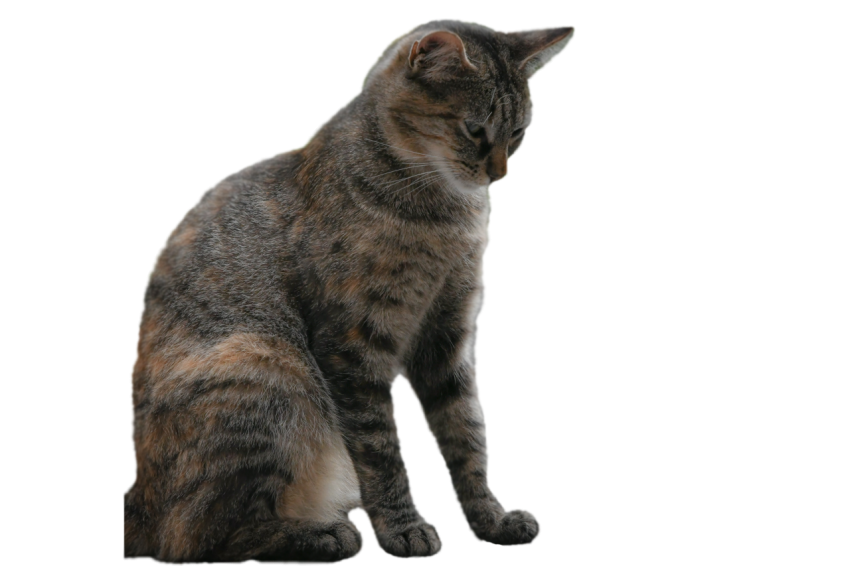 Sitting Cat Sad Pose transparent background png free download