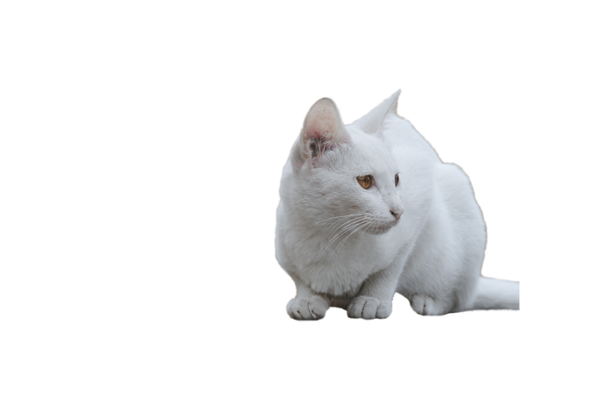 Persian Cat white colour with hazel eyes transparent background png free download