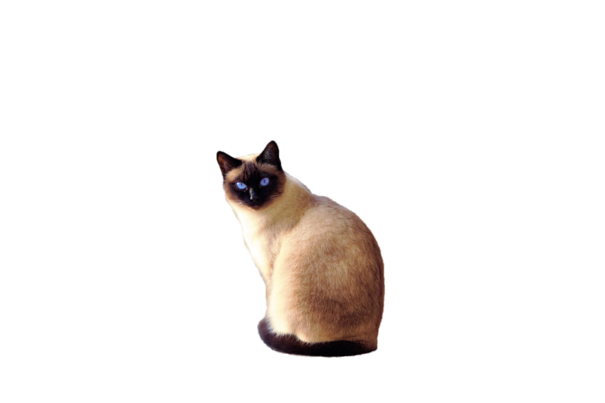 Beautiful Cat sitting pose blue eyes light brown colour with dark brown colour texture transparent background png free download
