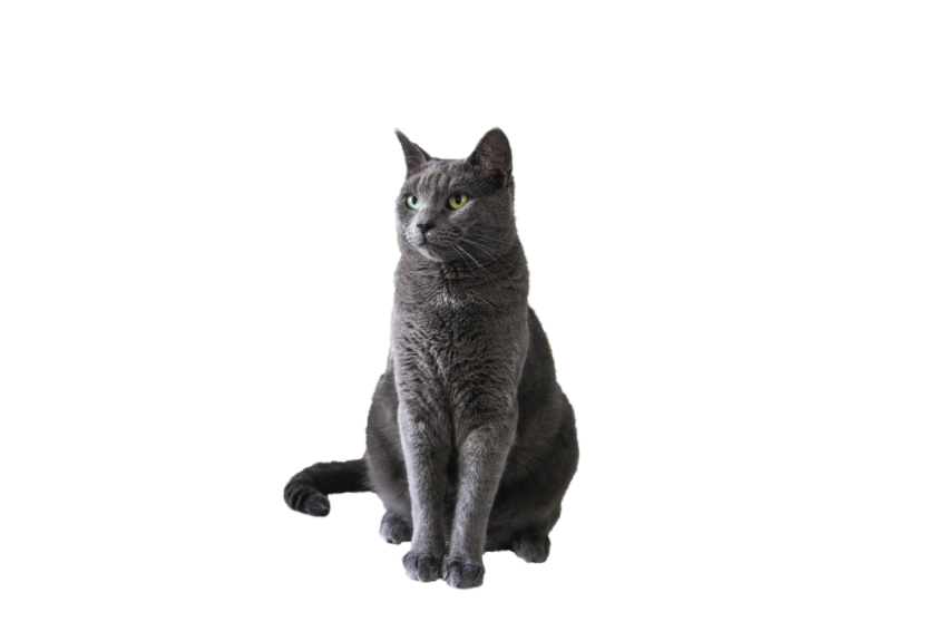 Grey Persian Cat with green eyes sitting pose transparent background png free download