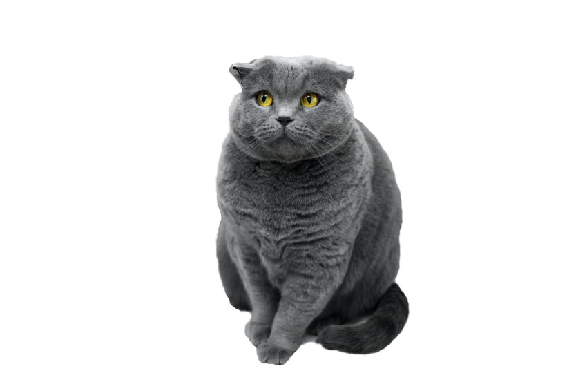 Most papular grey cat with yellow eyes sitting pose transparent background png free download