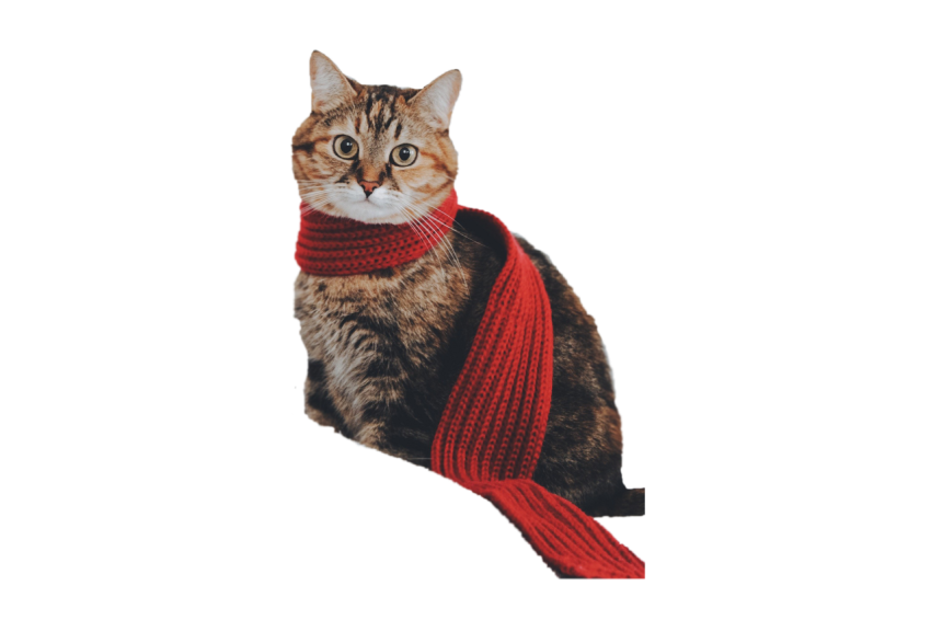 Beautiful cat light brown colour with dark brown texture wearing red scarf transparent background png free download