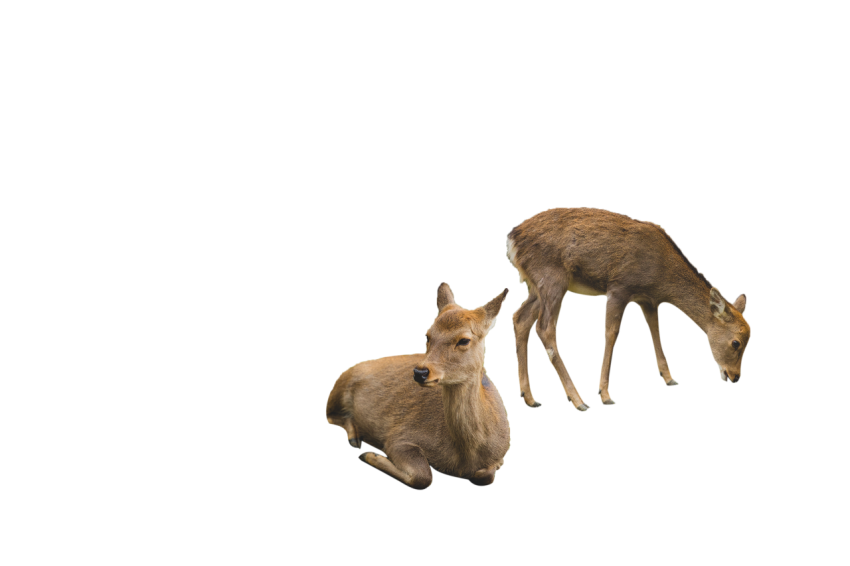 2 deer brown colour , 1 deer standing pose with sitting deer transparent background png free download